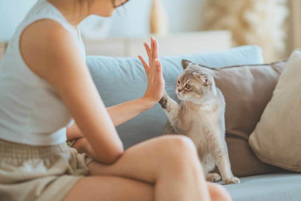 Fata si Pisica Scottish Fold