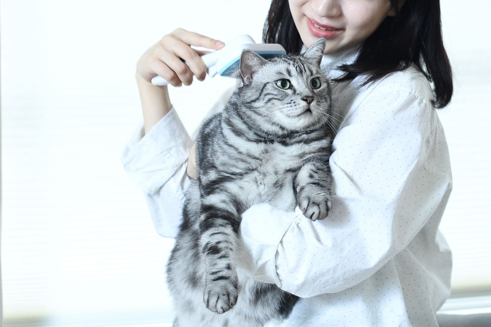 femeie ingrijeste pisica american shorthair