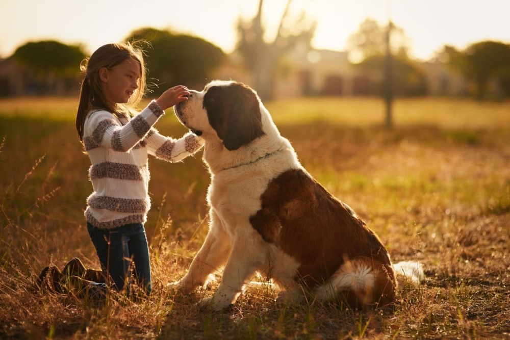 Fetita si cainele Saint Bernard