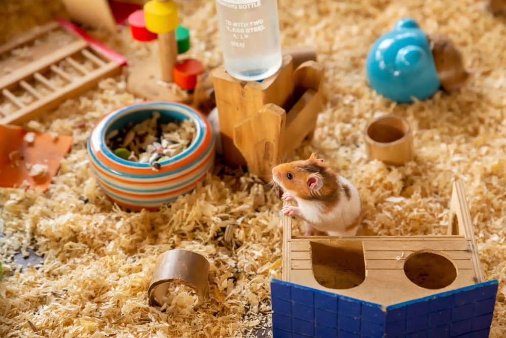 Cum să creezi un habitat ideal pentru hamsterul pitic în apartamentul tău?