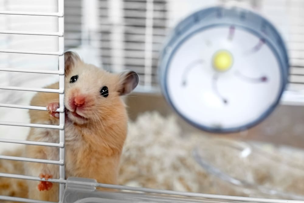 Hamsterul sirian: aspect, trăsături caracteristice și sfaturi de nutriție