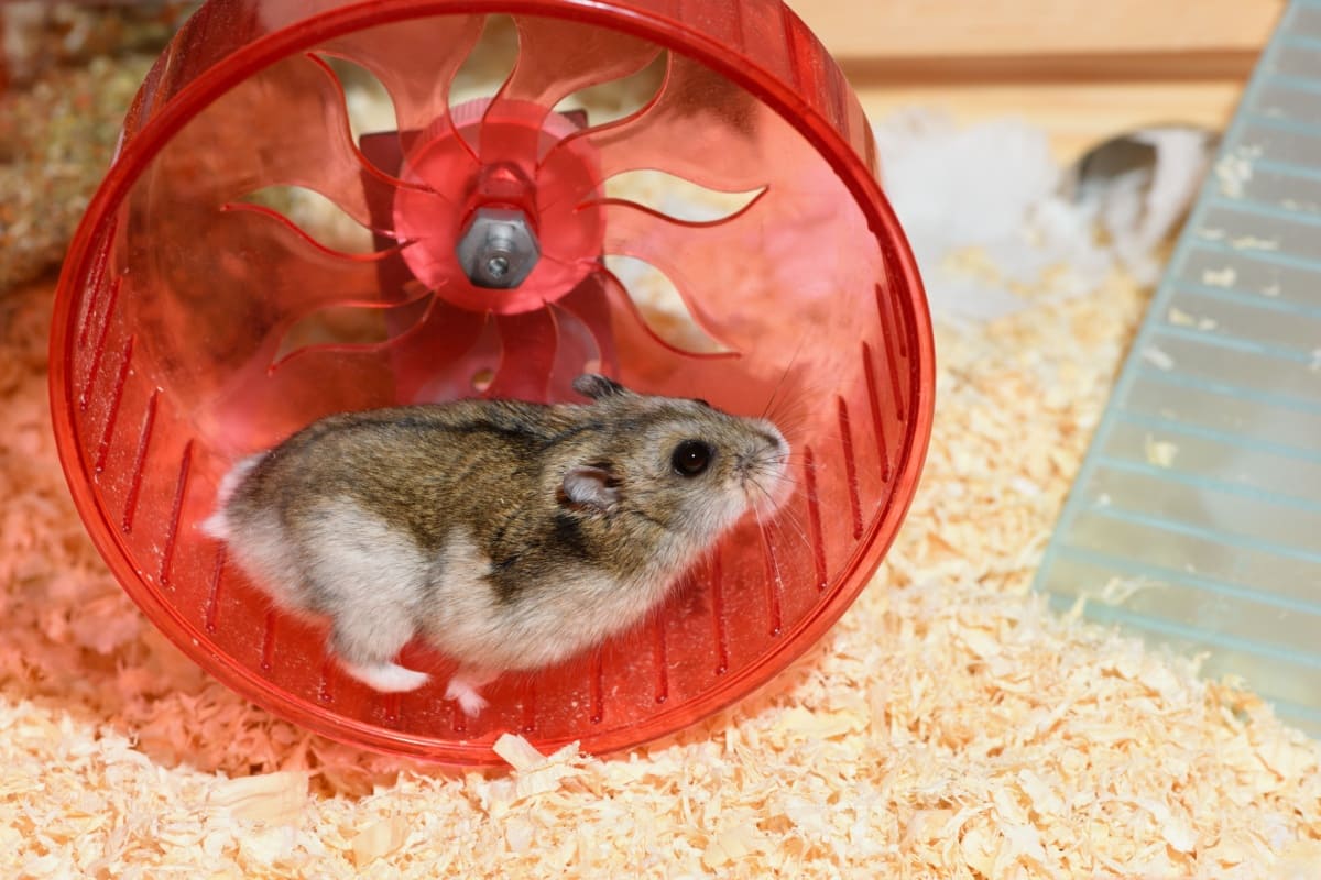 Hamsterul pitic