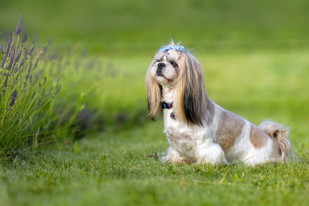 imagine cu un caine Shih Tzu