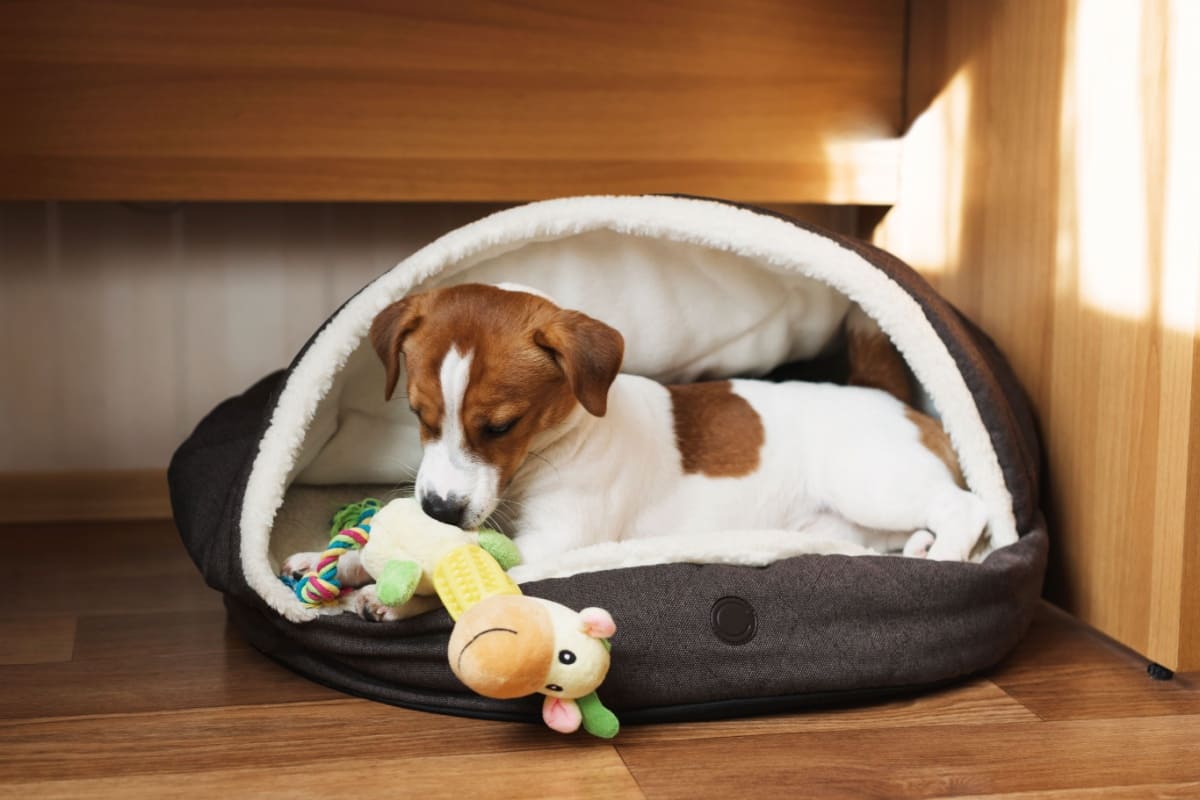Jack Russel cu jucarie