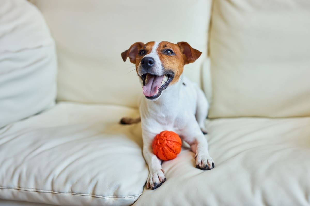 Jack Russell Terrier: tot ce trebuie să știi despre această rasă