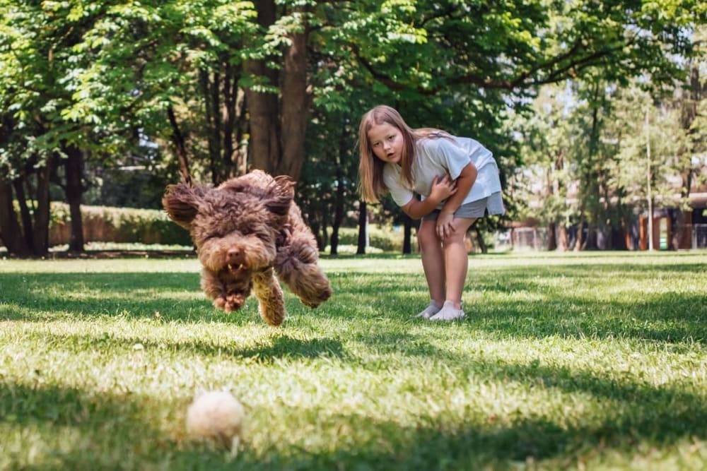 Maltipoo