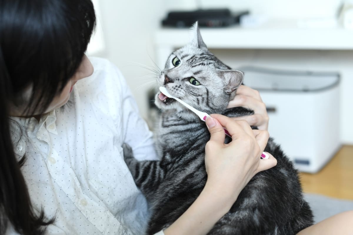medic veterinar ingrijeste dantura unei pisici