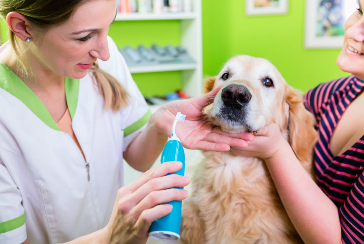 medic veterinar ingrijeste dantura unui caine