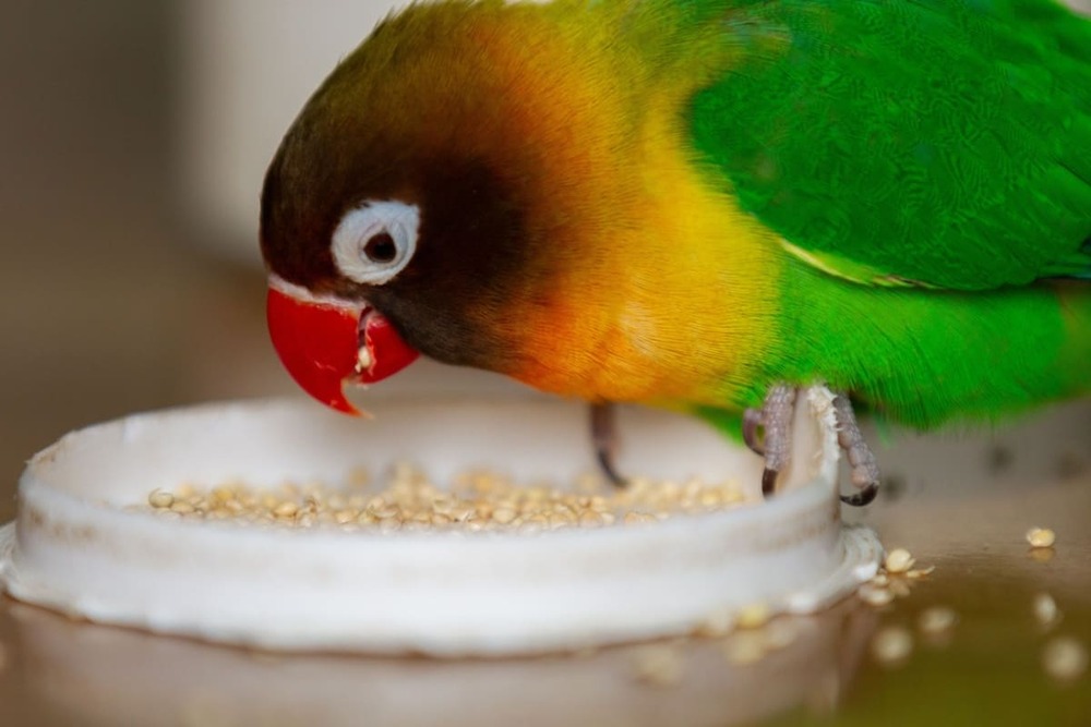 Ghid complet de nutriție: ce ar trebui să includă dieta unui papagal amorez?