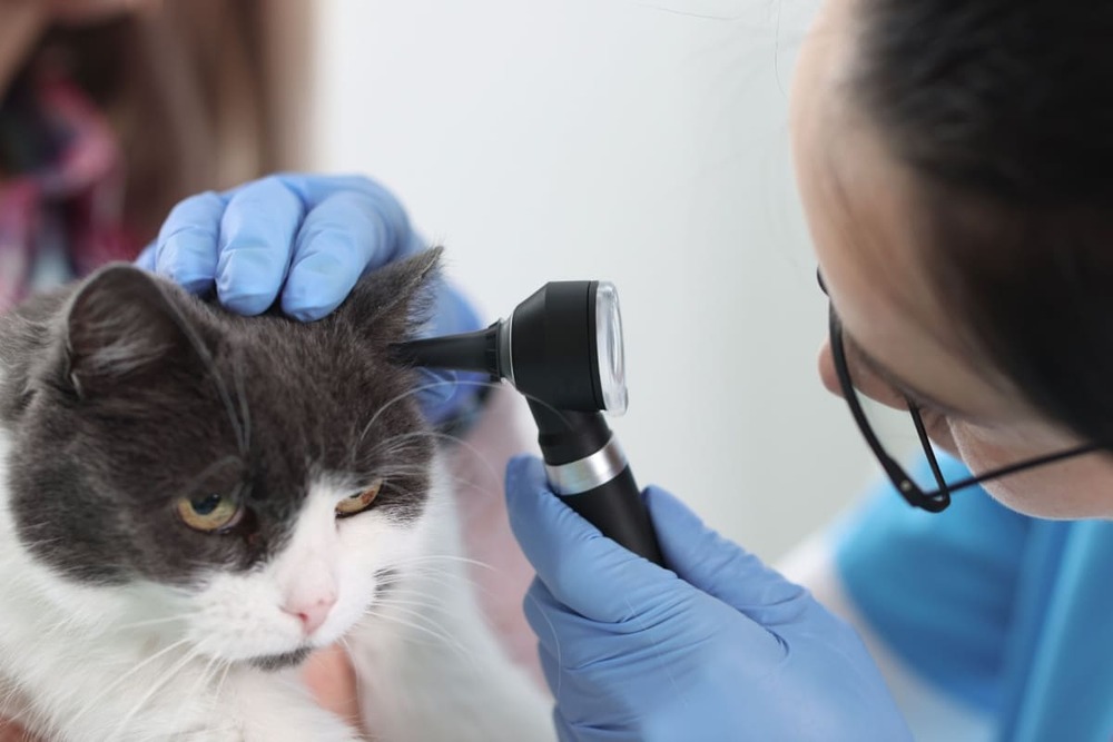Infecția urechii la pisici (otita externă): cauze, simptome și tratament