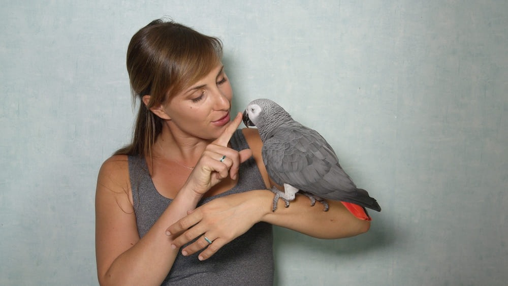 papagal gri african vorbeste cu femeie