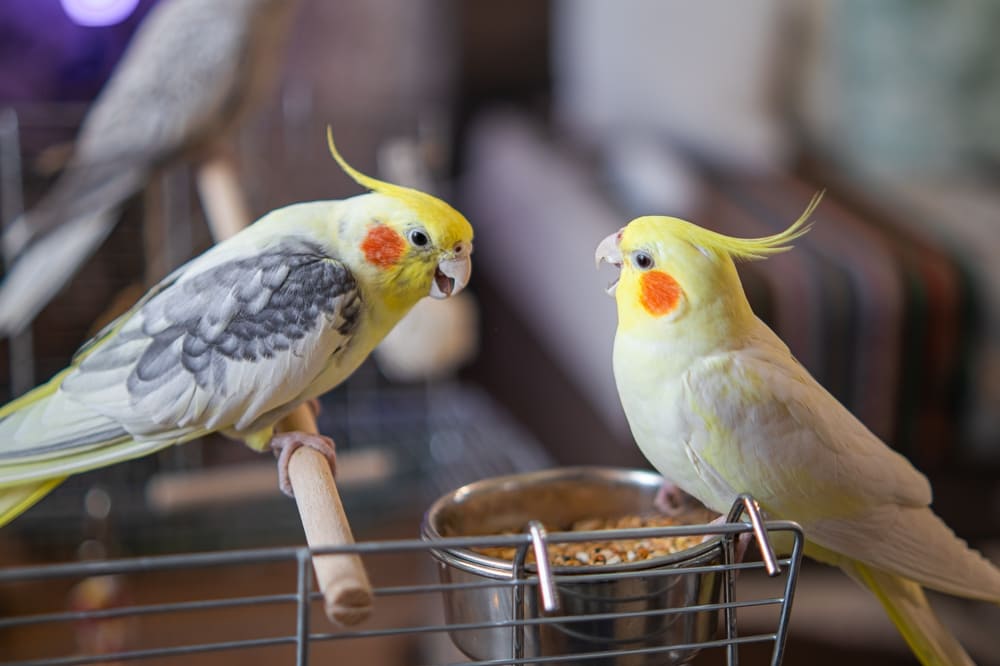 Ce tip de hrană pentru papagali de la PetPal să aleg pentru îmbunătățirea penajului?