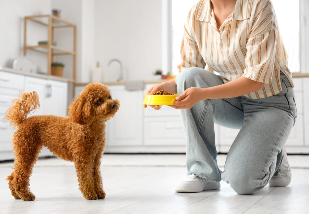 persoana cu hrana pentru caine