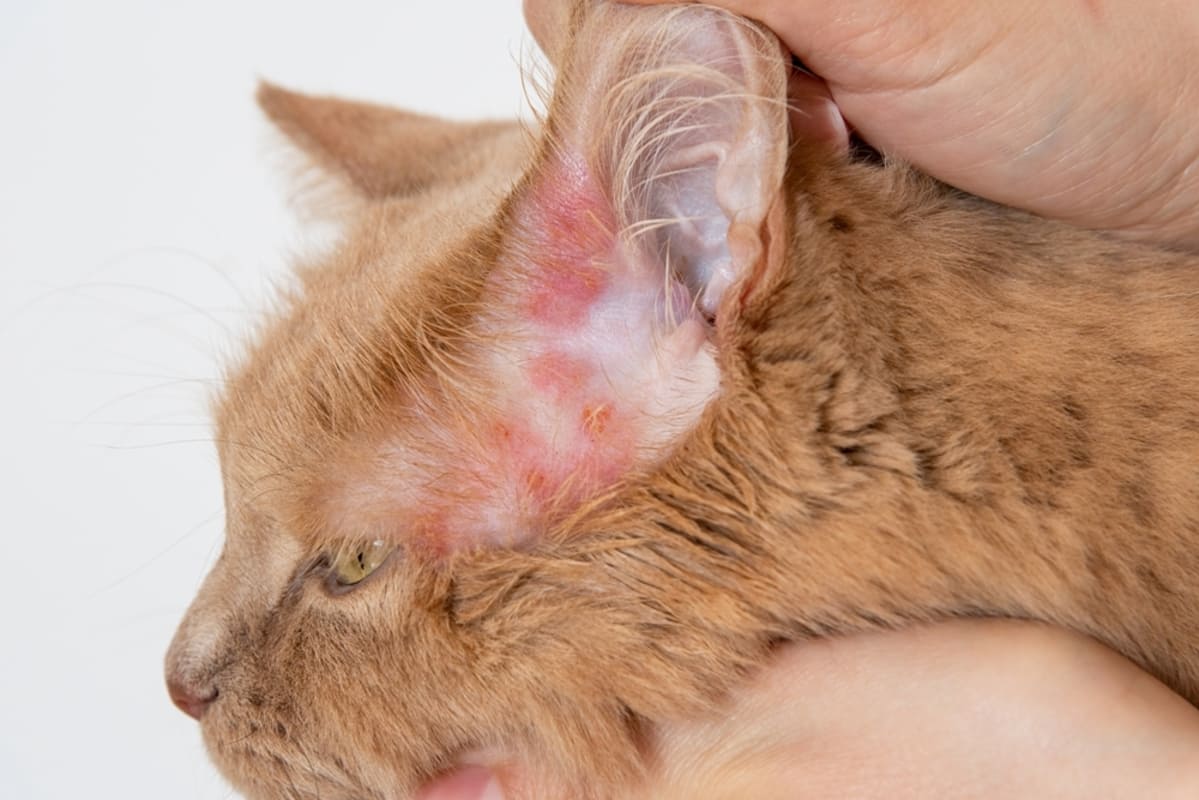 Dermatita alergică la pisică: cauze, simptome și tratament 