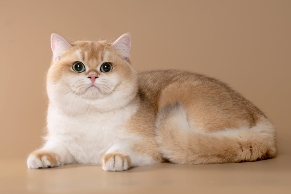 Pisica British Shorthair: personalitate, caracteristici remarcabile și sfaturi de nutriție
