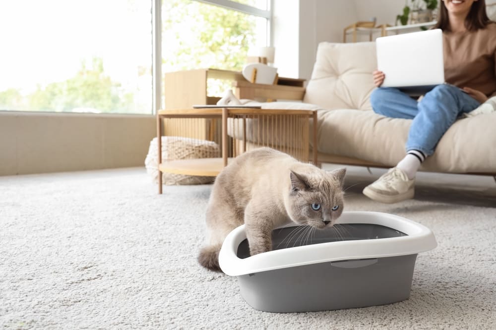 pisica folosind litiera