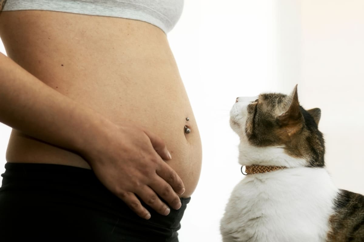 Toxoplasmoza la pisici: simptome, metode de transmitere la oameni și riscuri