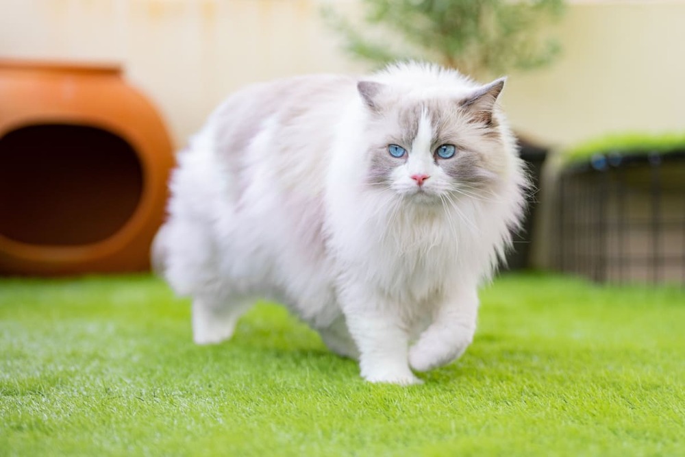 Pisica Ragdoll: tot ce trebuie să știi despre această rasă