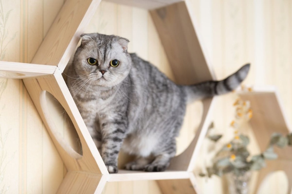 Pisica Scottish Fold: personalitate, îngrijire și alimentație