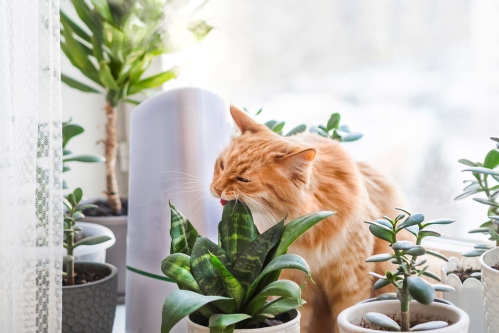 Top 10 plante toxice pentru pisici: ce trebuie să eviți în casa ta