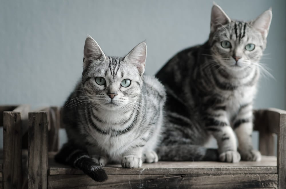 Pisica American Shorthair: tot ce trebuie să știi despre această rasă