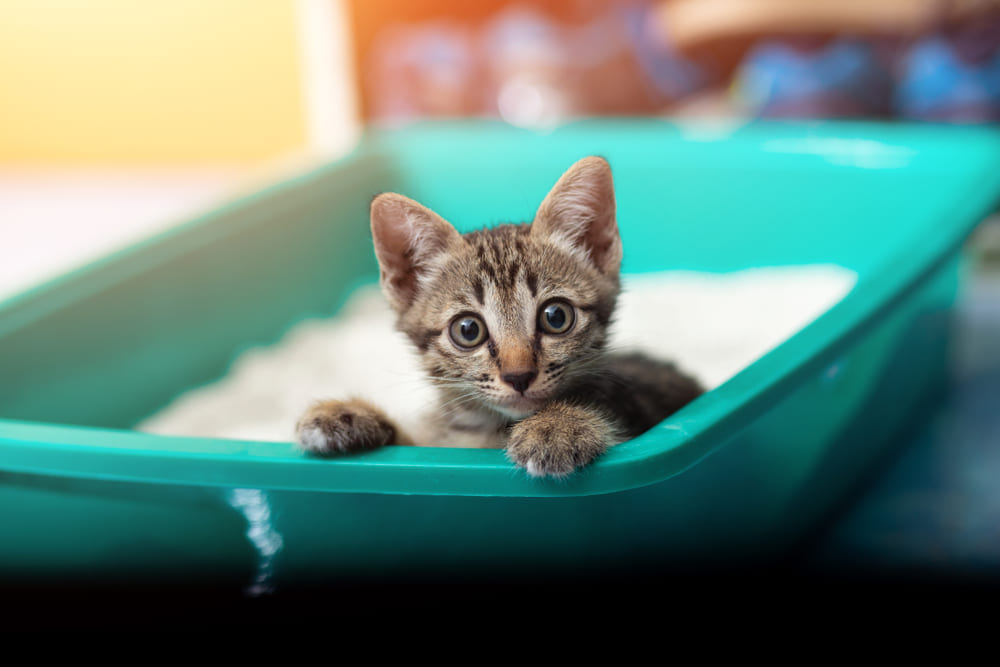 Cum să înveți puiul de pisică să folosească litiera: Sfaturi pentru proprietarii de animale de companie
