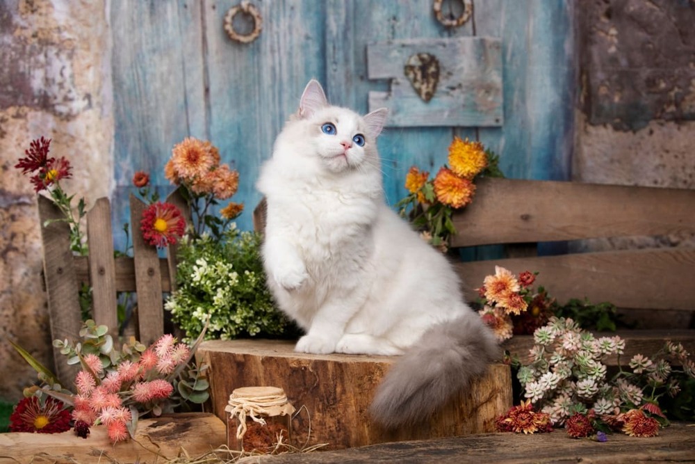 Ragdoll