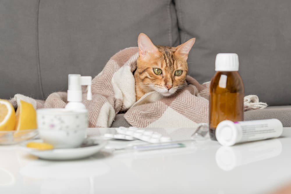 Răceala la pisici: Cauze, simptome și moduri de prevenire