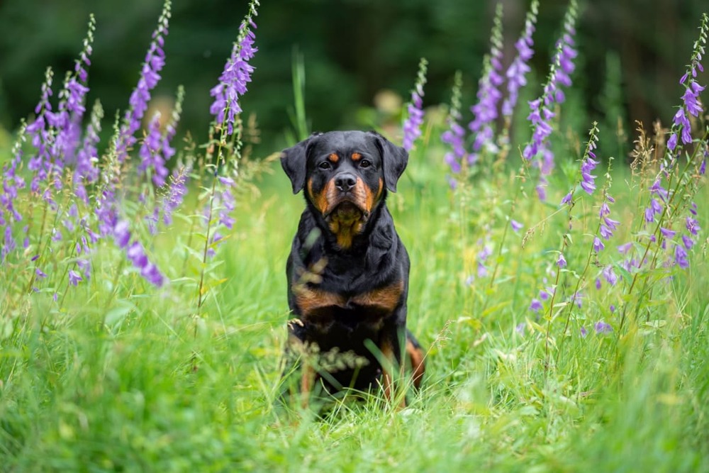 Rottweiler: caracteristicile rasei, alimentație și îngrijire