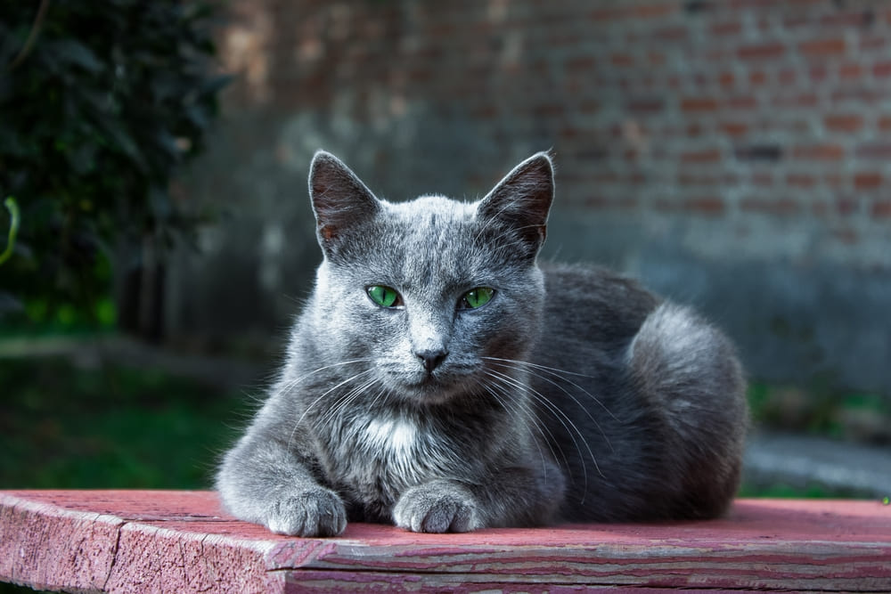 Trăsături fizice ale pisicii Albastru de Rusia