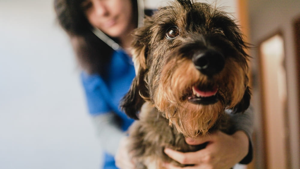 un caine senior primind ingrijire specializata