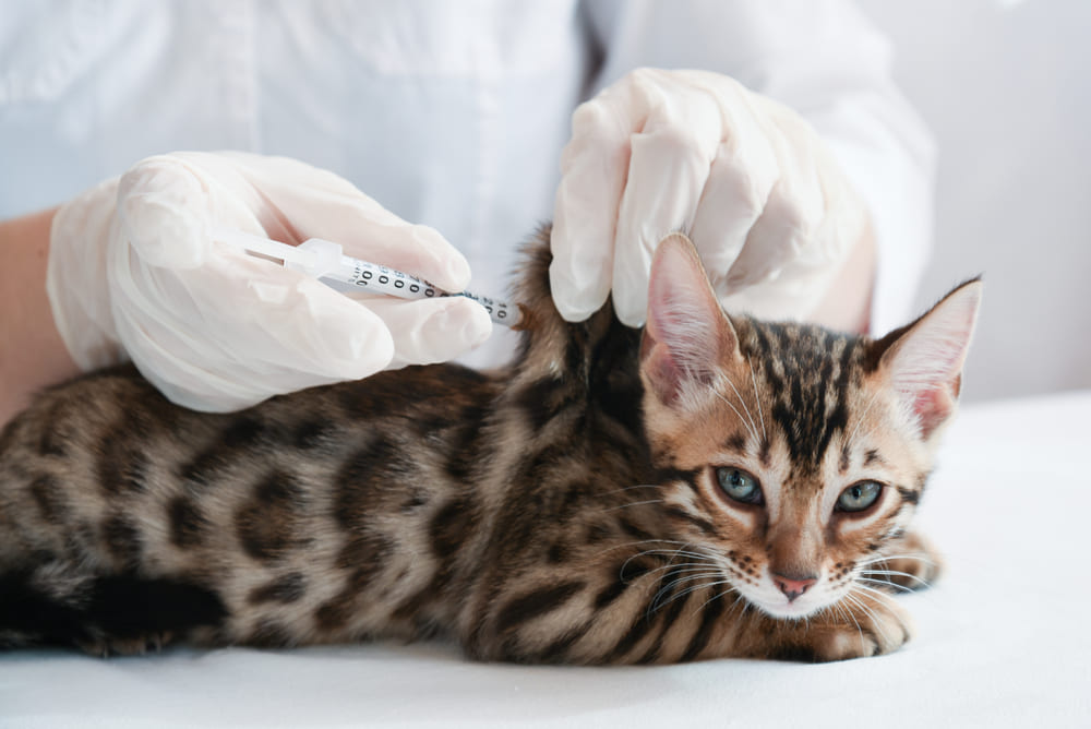 Vaccinurile esentiale pentru pisici: Protectia impotriva bolilor grave