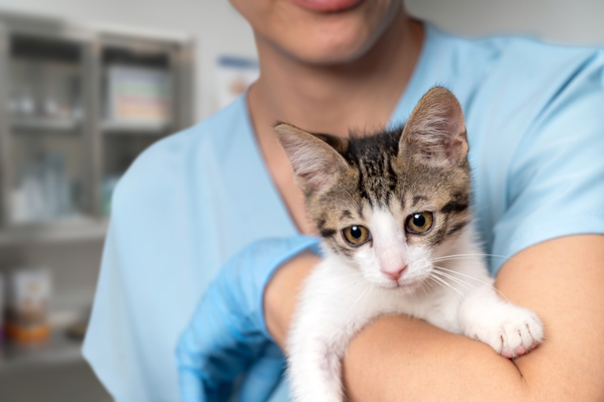 Veterinar examinand o pisica