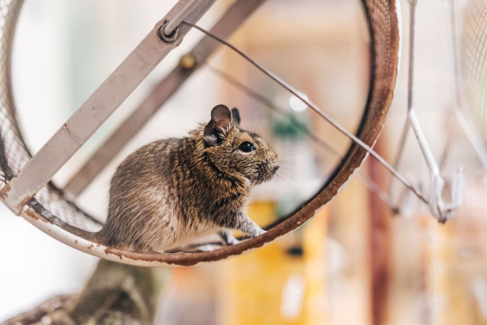 Veverița Degu: îngrijire și recomandări pentru o nutriție adecvată