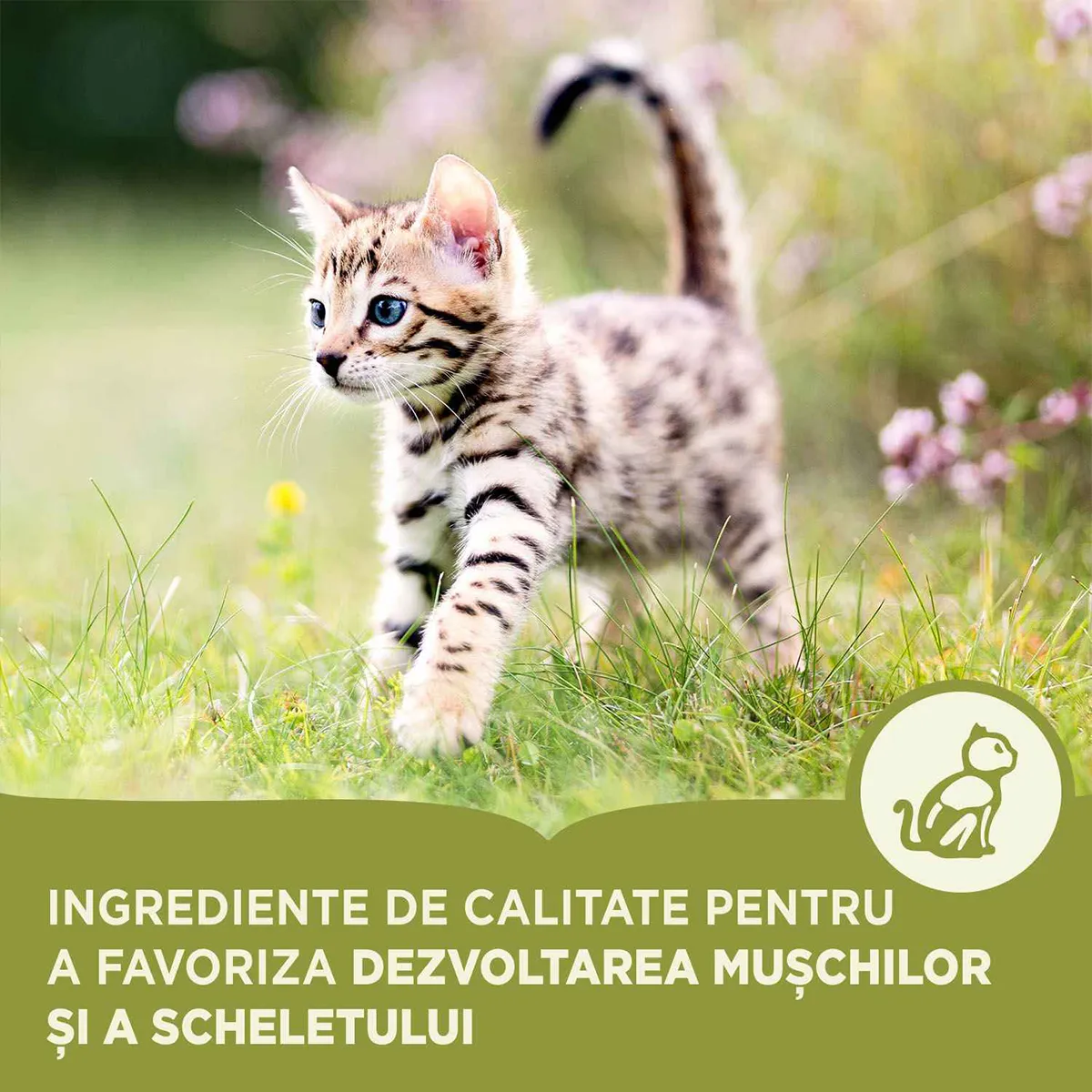 Hrană Uscată Pisică Junior, ACANA First Feast, Pui și Hering, 1.8kg [4]