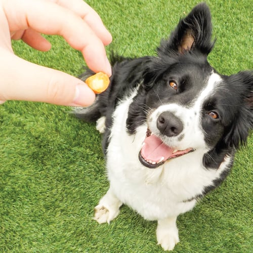 Recompense pentru Câine Adult, CHURU Fun Bites, Pui și Brânză, 8x12g [4]