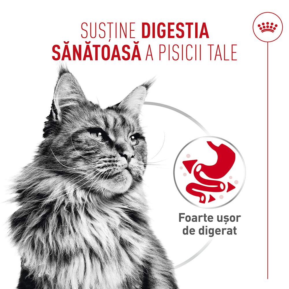 Pachet Economic Hrană Umedă Pisică Adult, ROYAL CANIN Digestive Care Airlift, confort digestiv (textură spumoasă), 6x85g [4]