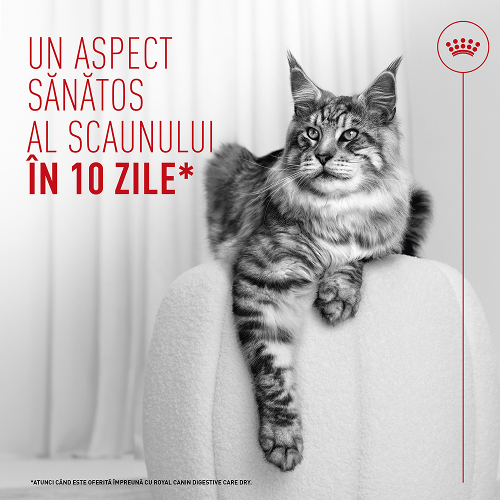 Hrană Umedă Pisică Adult, ROYAL CANIN Digestive Care Airlift, confort digestiv (textură spumoasă), 85g [7]