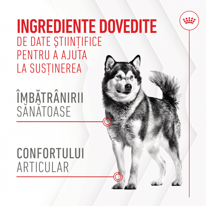 Suplimente Masticabile, ROYAL CANIN Joint & Ageing Chews Adult Supplements, 240g [7]