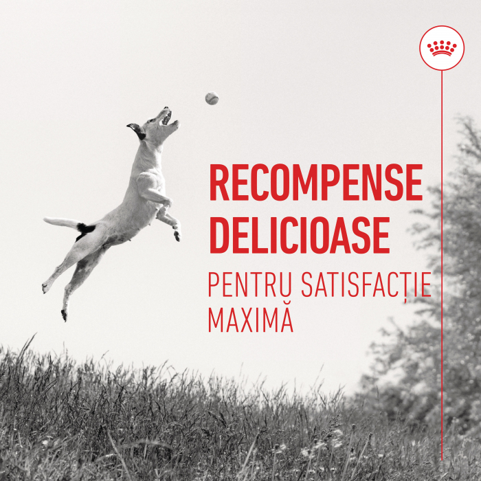 Recompense Nutriționale pentru Dresaj, ROYAL CANIN Training Treats, 8x110g [6]