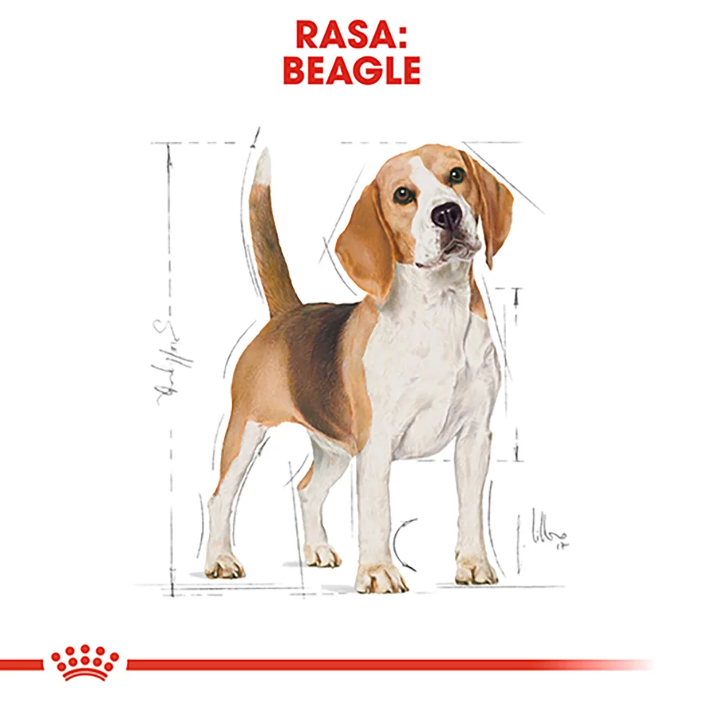 ROYAL CANIN Beagle Adult, hrană uscată câine, 3kg [6]