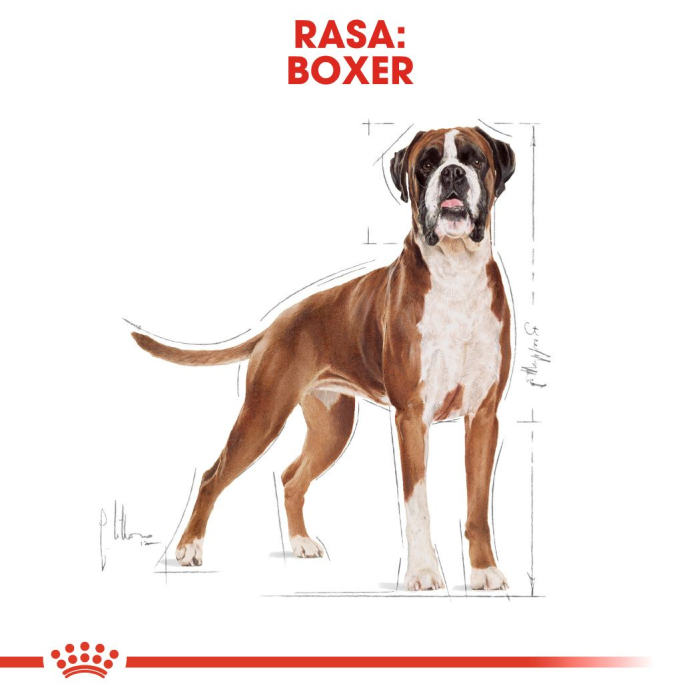 ROYAL CANIN Boxer Adult, hrană uscată câine, 12kg [5]