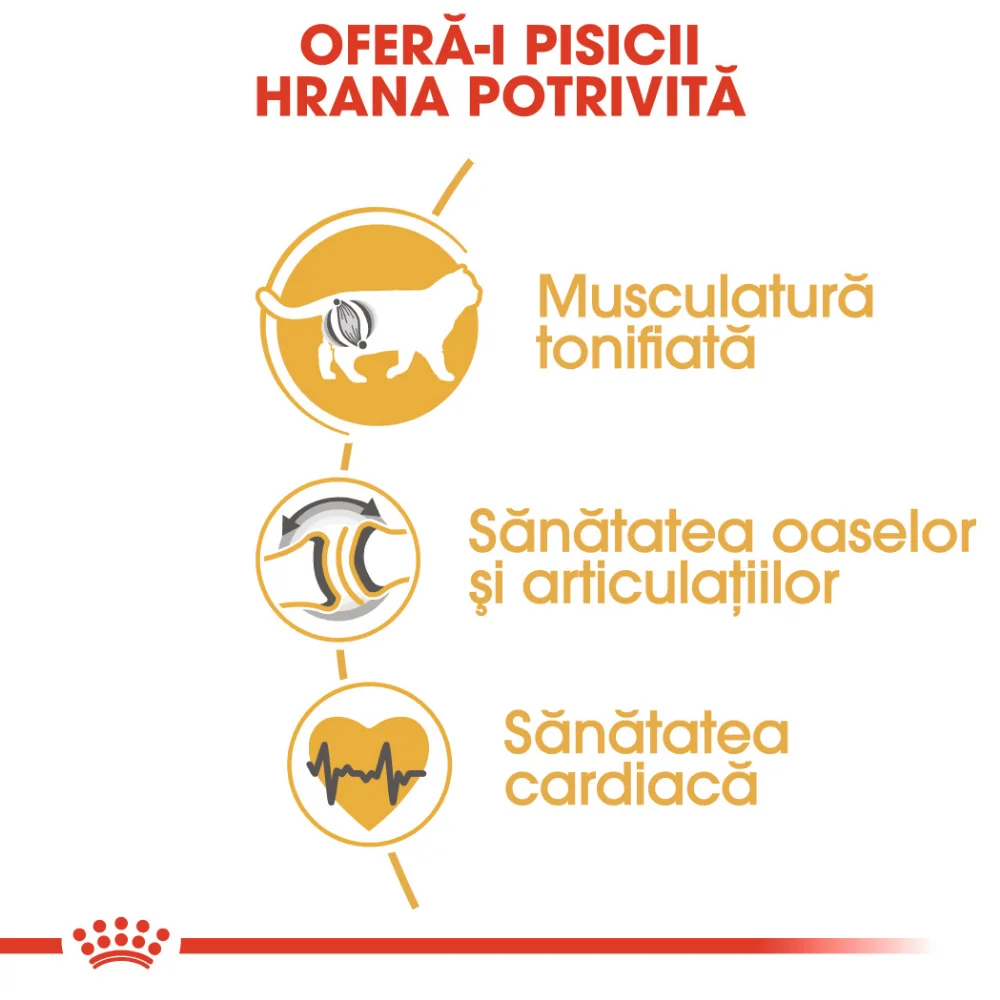 ROYAL CANIN British Shorthair Adult, hrană uscată pisică, 2kg [3]