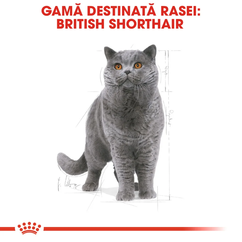 ROYAL CANIN British Shorthair Adult, hrană uscată pisică, 2kg [5]