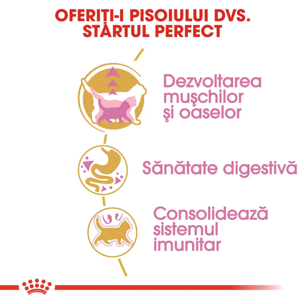 ROYAL CANIN British Shorthair Kitten, hrană uscată pisică junior, 2kg [3]