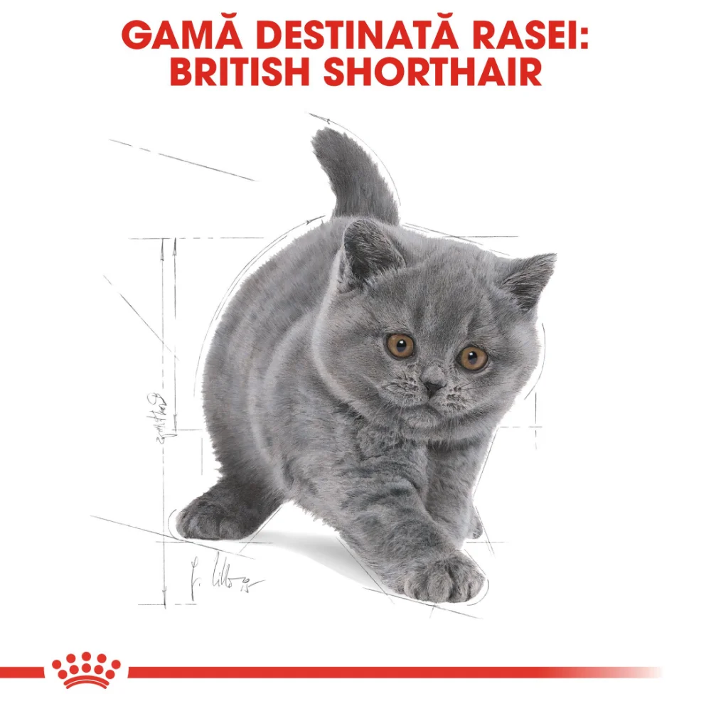 ROYAL CANIN British Shorthair Kitten, hrană uscată pisică junior, 400g [5]