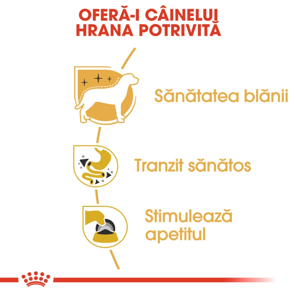 ROYAL CANIN Chihuahua Adult, hrană umedă câine (pate), 12x85g [3]