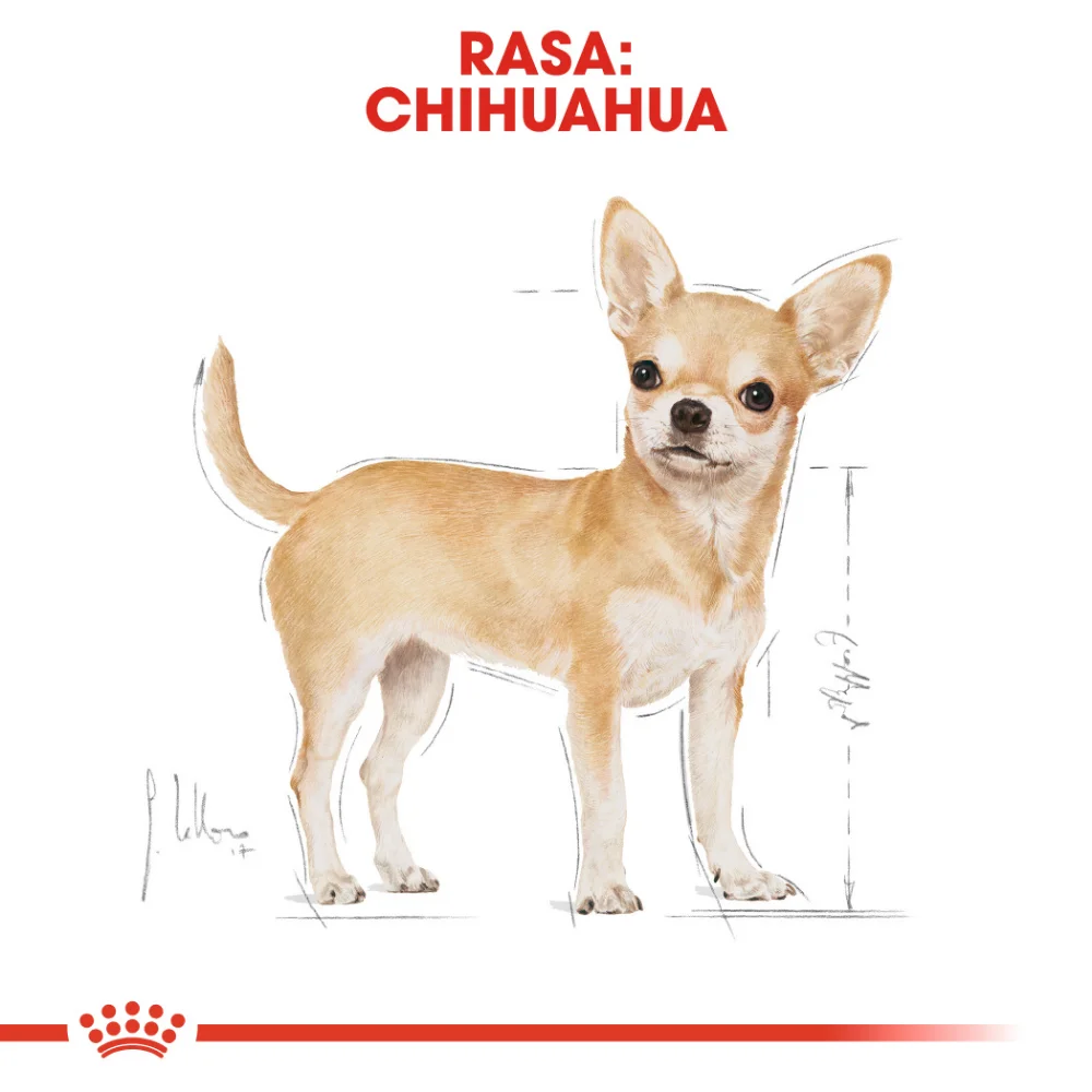 ROYAL CANIN Chihuahua Adult, hrană umedă câine (pate), 12x85g [5]