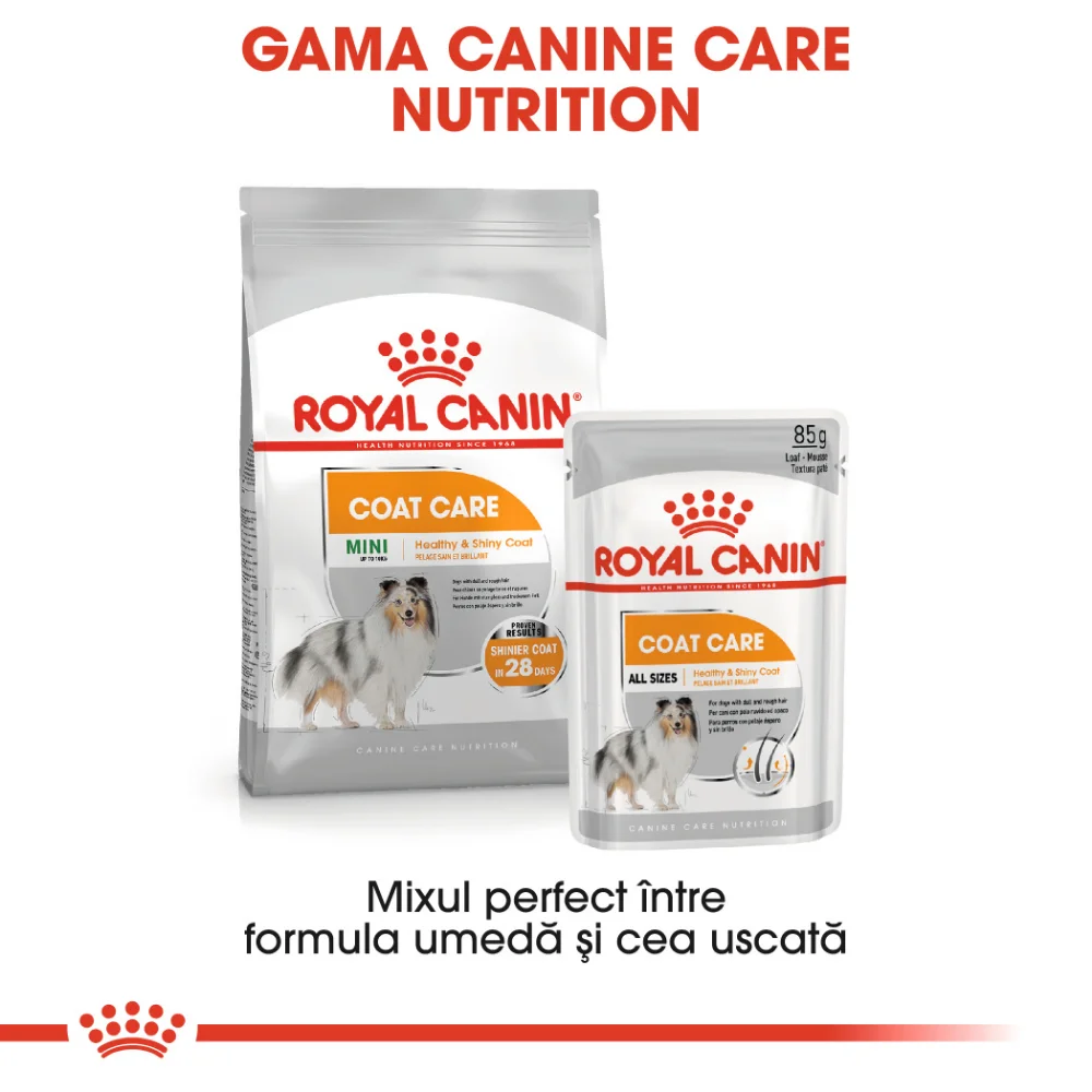 ROYAL CANIN Coat Care Adult, hrană umedă câine, blană sănătoasă și lucioasă (pate), 12x85g [8]