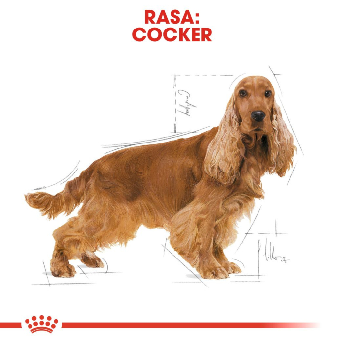 ROYAL CANIN Cocker Adult, hrană uscată câine, 3kg [5]